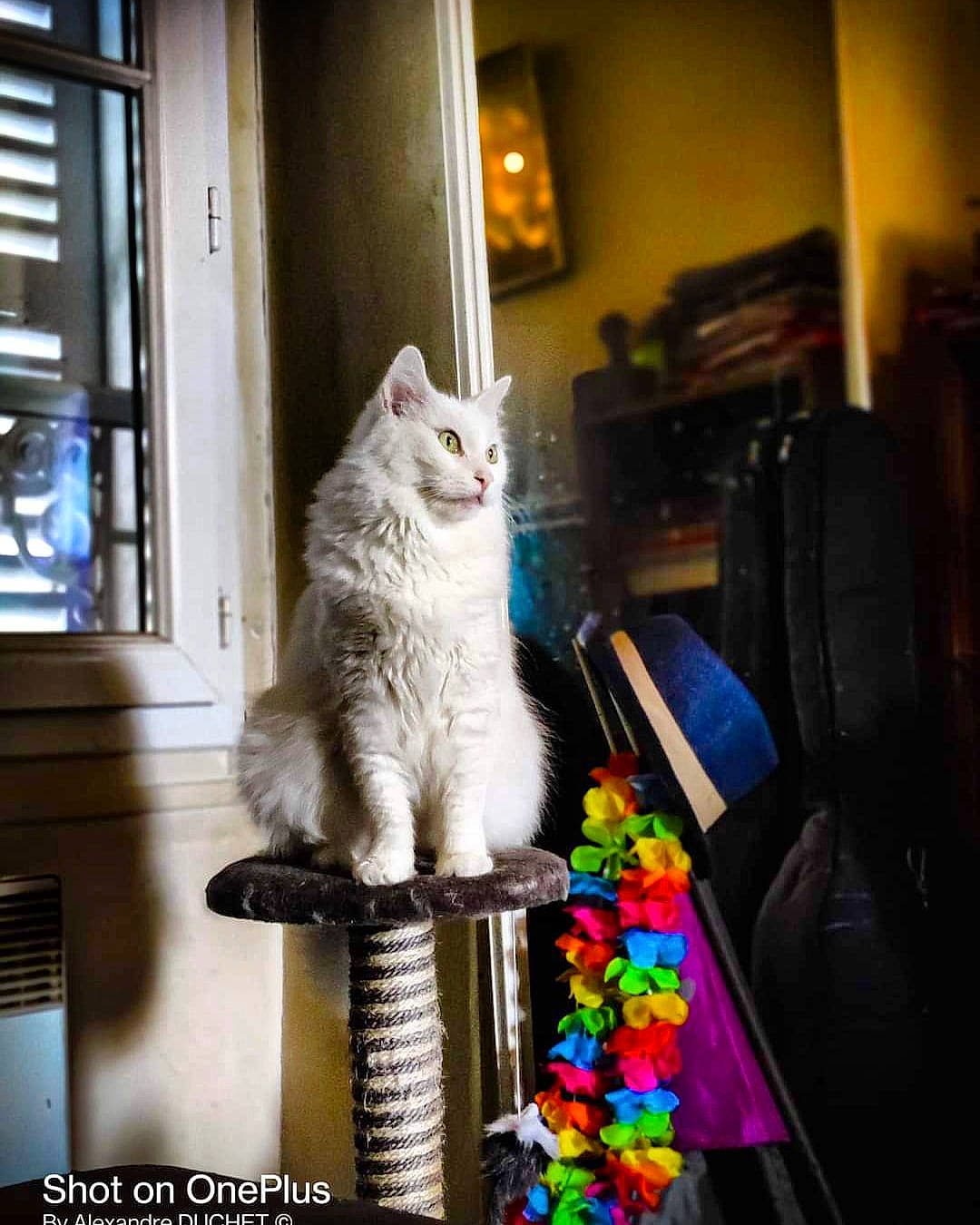 Tipy participe au concours pour gagner de l'argent avec cette photo : box, carnivore, cat, chair, domestic_short_haired_cat, electric_blue, felidae, fur, glass, paw, sitting, small_to_medium_sized_cats, tail, whiskers, window, wood