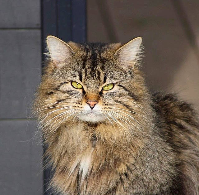 Opiumm participe au concours pour gagner de l'argent avec cette photo : american_bobtail, asian_semi_longhair, british_semi_longhair, carnivore, cat, domestic_long_haired_cat, dragon_li, european_shorthair, felidae, fur, maine_coon, mammal, norwegian_forest_cat, pixie_bob, siberian, small_to_medium_sized_cats, tabby_cat, vertebrate, whiskers, wild_cat