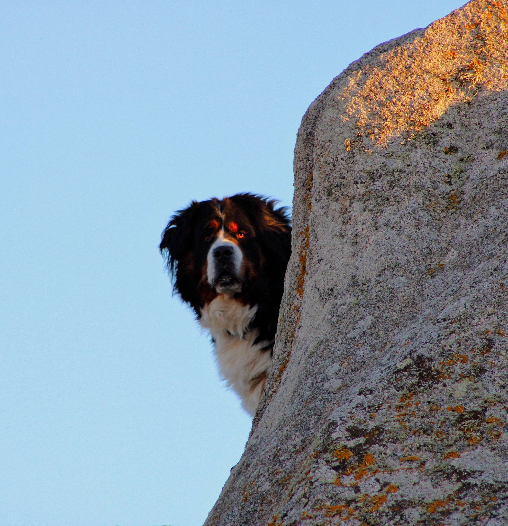 Osiris a rejoint le concours — aidez-le/la à gagner de superbes lots ! canidae, carnivore, dog, dog_breed, drentse_patrijshond, hunting_dog, snout, sporting_group, wetterhoun