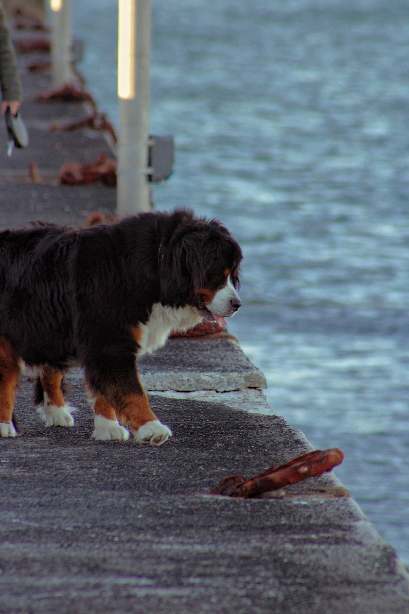 Osiris participe au concours pour gagner de l'argent avec cette photo : bernese_mountain_dog, canidae, carnivore, dog, dog_breed, mammal, sporting_group, tail, vertebrate, water, working_dog