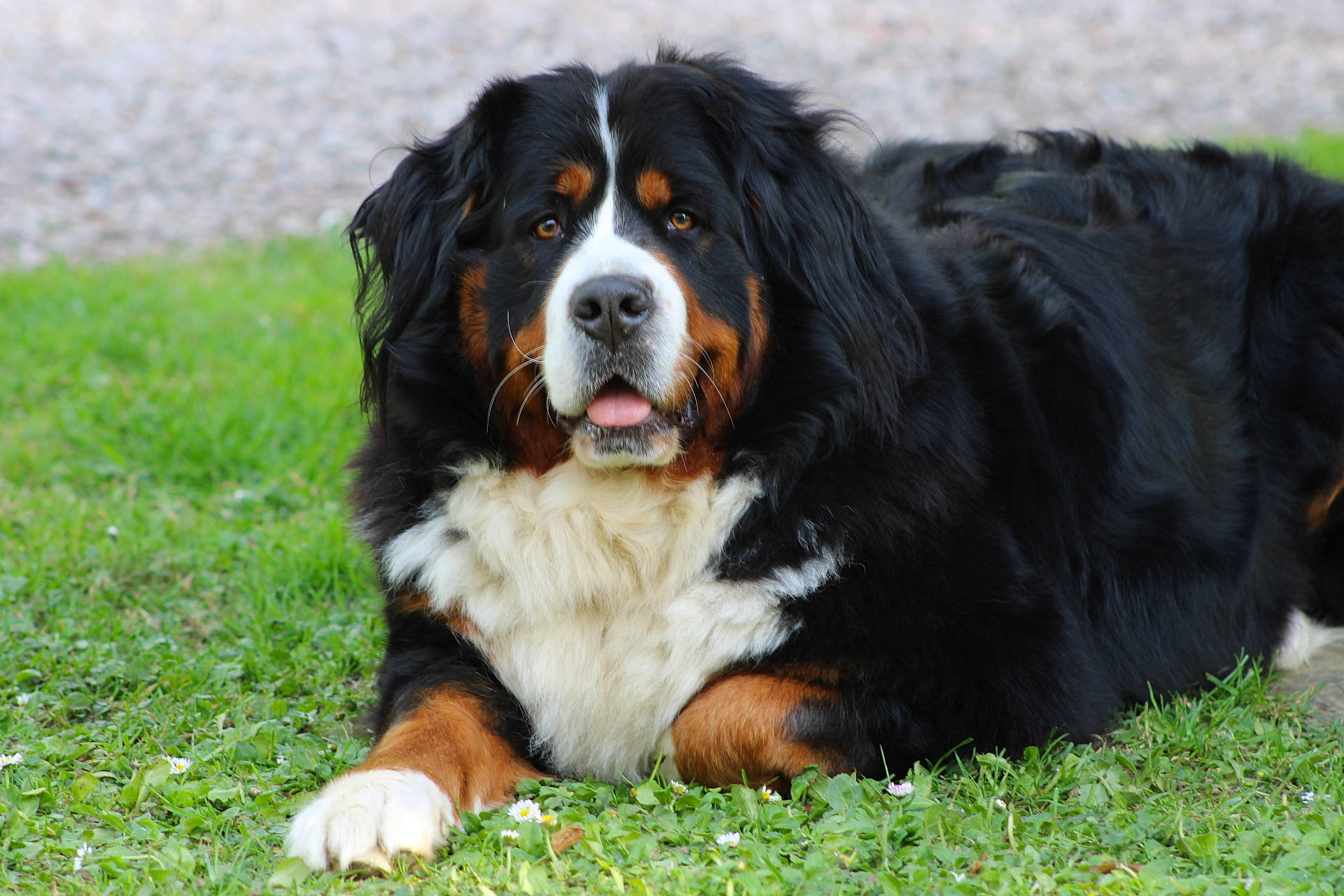 Osiris participe au concours pour gagner de l'argent avec cette photo : ancient_dog_breeds, bernese_mountain_dog, canidae, carnivore, companion_dog, dog, dog_breed, english_shepherd, giant_dog_breed, greater_swiss_mountain_dog, mammal, pyrenean_mastiff, rare_breed_dog, snout, sporting_group, vertebrate