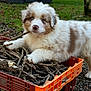 puppy, dog, fluffy, blue_eyes, white_fur, brown_spots, stick, pile_of_sticks, orange_crate, outdoor, grass, garden, pet, cute, young, portrait, crate, ground, autumn_leaves, playful