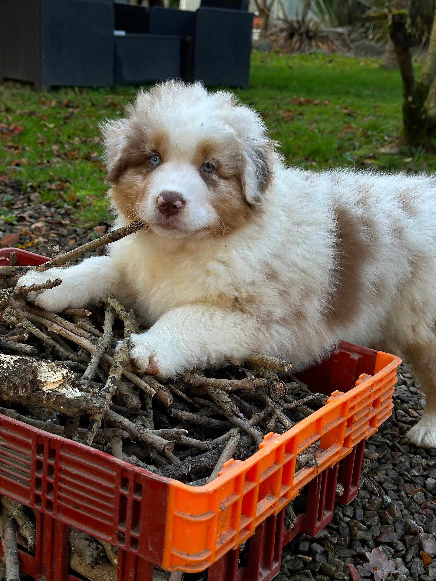 Aslan a rejoint le concours — aidez-le/la à gagner de superbes lots ! puppy, dog, fluffy, blue_eyes, white_fur, brown_spots, stick, pile_of_sticks, orange_crate, outdoor, grass, garden, pet, cute, young, portrait, crate, ground, autumn_leaves, playful