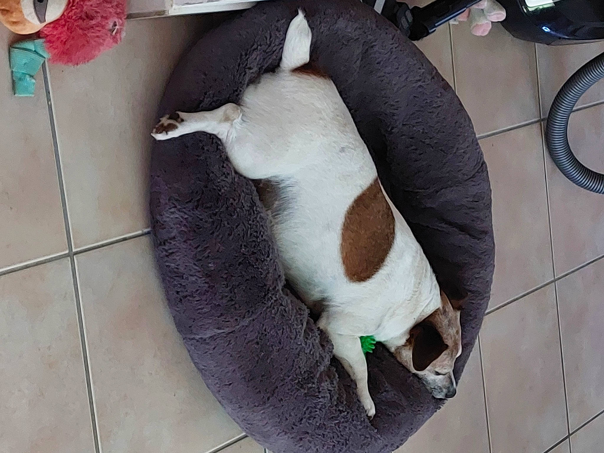 Hana participe au concours pour gagner de l'argent avec cette photo : carnivore, cat, cat_supply, collar, comfort, companion_dog, dog_breed, domestic_short_haired_cat, fawn, felidae, floor, flooring, fur, linens, pet_supply, small_to_medium_sized_cats, snout, sporting_group, tail, whiskers