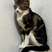 Whiskers is registered to the contest to win money with this photo: cat, tabby, white_paws, white_chest, sitting, perched, tail, indoor, wall, textured_wall, animal, pet, feline, fur, whiskers, ears, close_up, resting, quiet, calm