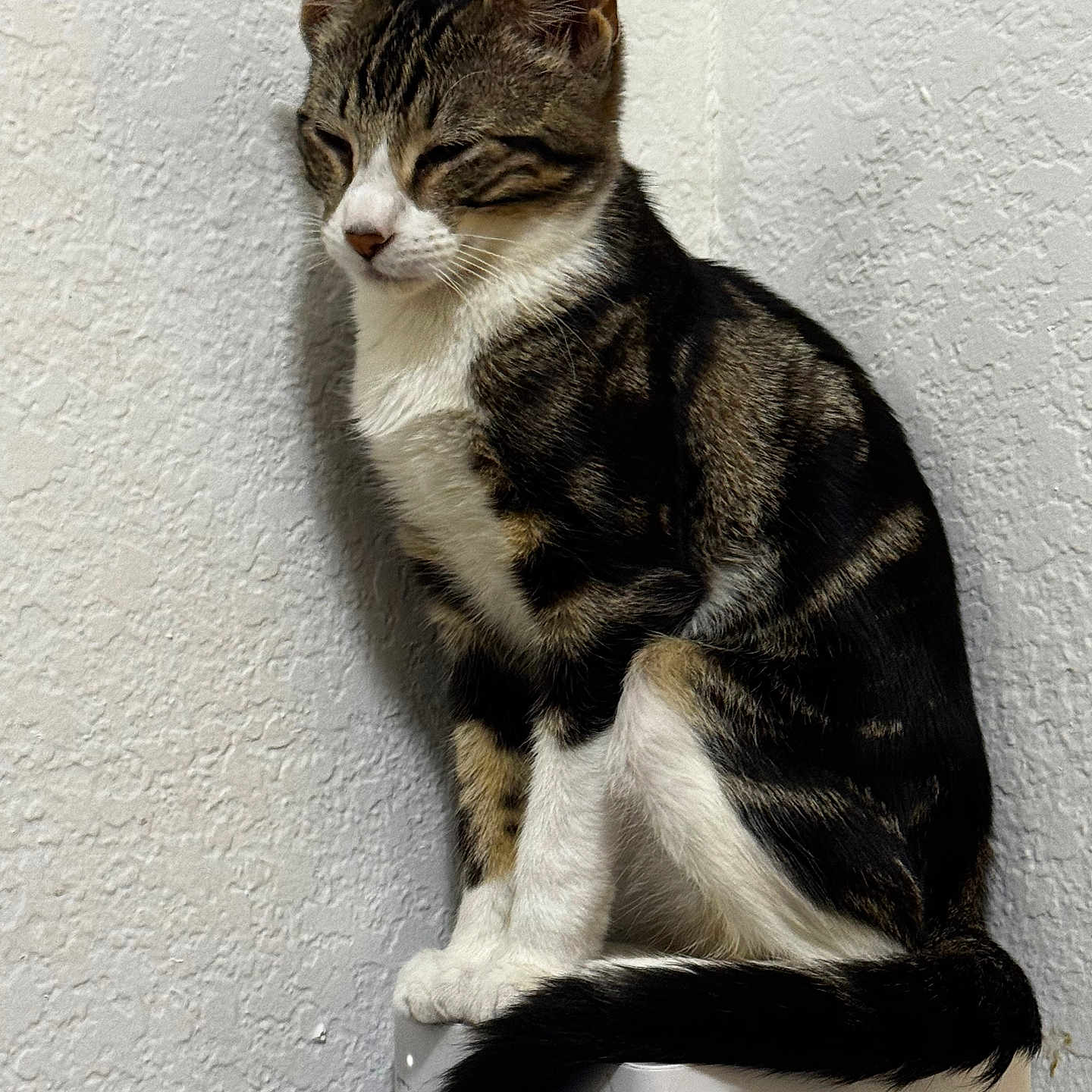 Whiskers is registered to the contest to win money with this photo: animal, calm, cat, close_up, ears, feline, fur, indoor, perched, pet, quiet, resting, sitting, tabby, tail, textured_wall, wall, whiskers, white_chest, white_paws