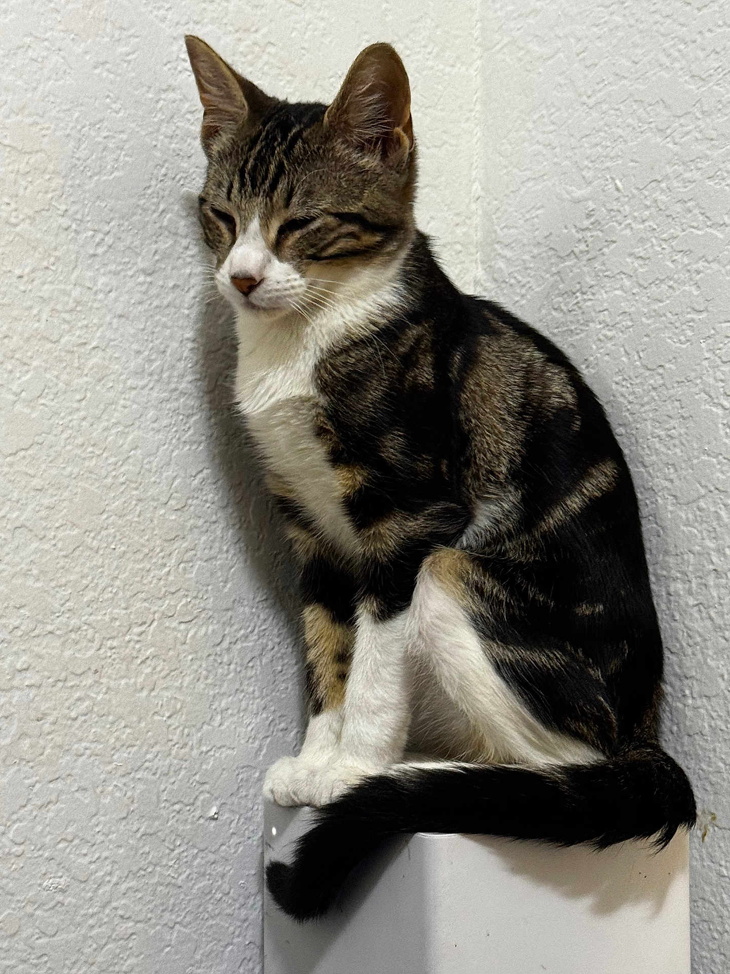 Whiskers is registered to the contest to win money with this photo: cat, tabby, white_paws, white_chest, sitting, perched, tail, indoor, wall, textured_wall, animal, pet, feline, fur, whiskers, ears, close_up, resting, quiet, calm