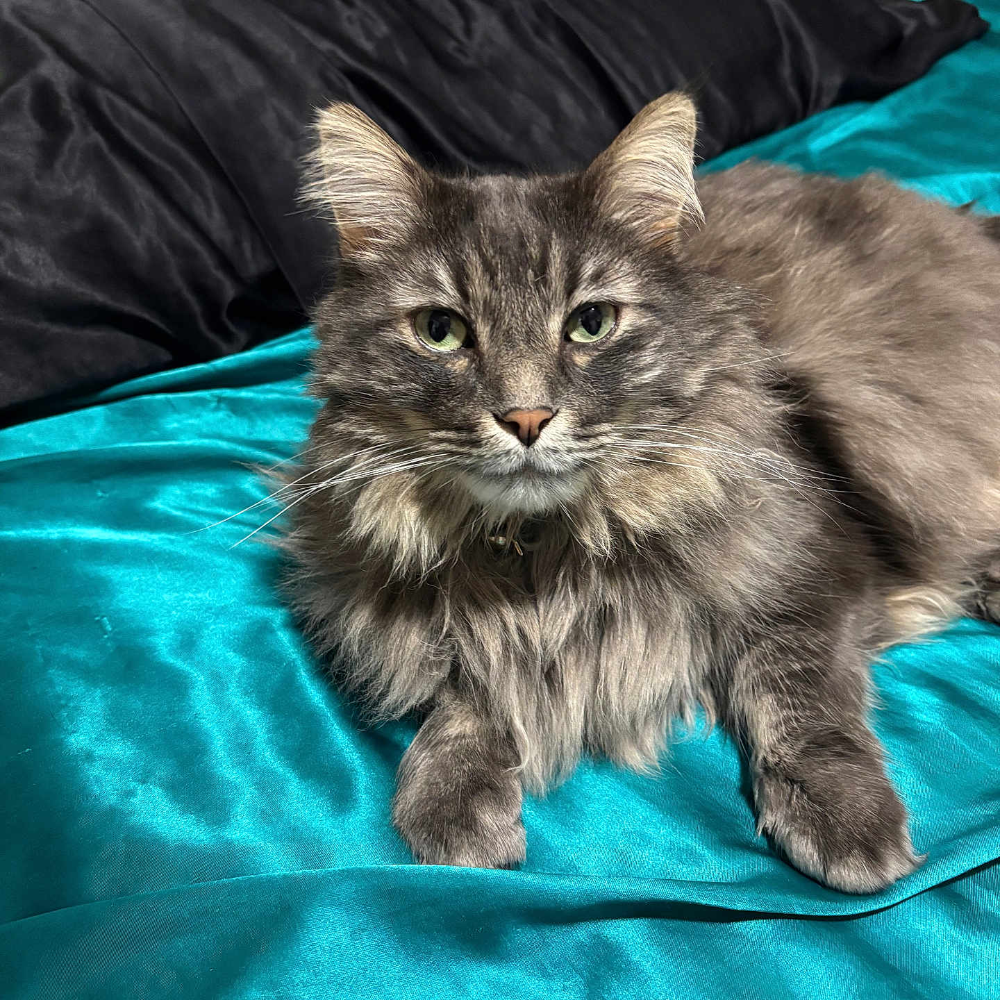 Nebula is registered to the contest to win money with this photo: abyssinian, angora, animal, bed, blanket, brasssection, cat, couch, cushion, furniture, homedecor, horn, kitten, linen, manx, musicalinstrument, pet, quilt, silk, velvet