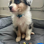 Milo participe au concours pour gagner de l'argent avec cette photo : adorable, animal, bed, blue_collar, closeup, companion, cute, dog, domestic_animal, fluffy, fur, indoor, looking_away, pet, playful, puppy, sitting, soft, toy, young_dog