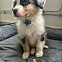 adorable, animal, bed, blue_collar, closeup, companion, cute, dog, domestic_animal, fluffy, fur, indoor, looking_away, pet, playful, puppy, sitting, soft, toy, young_dog