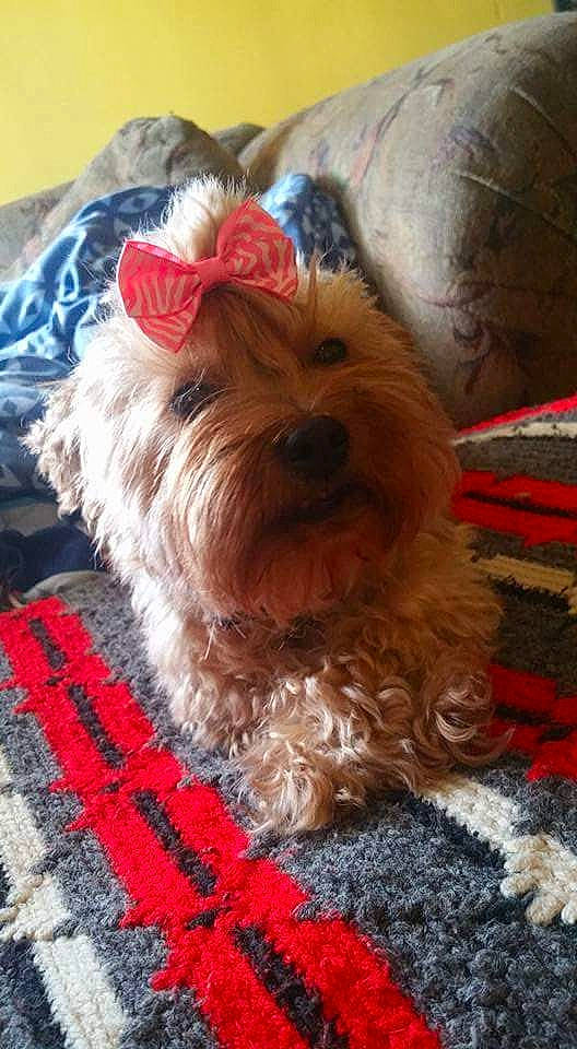 Ginger is registered to the contest to win money with this photo: biewer_terrier, bolonka, canidae, carnivore, chinese_imperial_dog, companion_dog, dog, dog_breed, maltepoo, mammal, puppy, schnoodle, shih_tzu, small_terrier, snout, terrier, toy_dog, vertebrate, yorkipoo, yorkshire_terrier