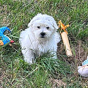 Aloha participe au concours pour gagner de l'argent avec cette photo : animal, blue_toy, cute, daylight, dog, fur, grass, greenery, nature, outdoor, pet, playful, plush_toy, puppy, sitting, small_dog, stuffed_animal, toy, white_dog, young_dog