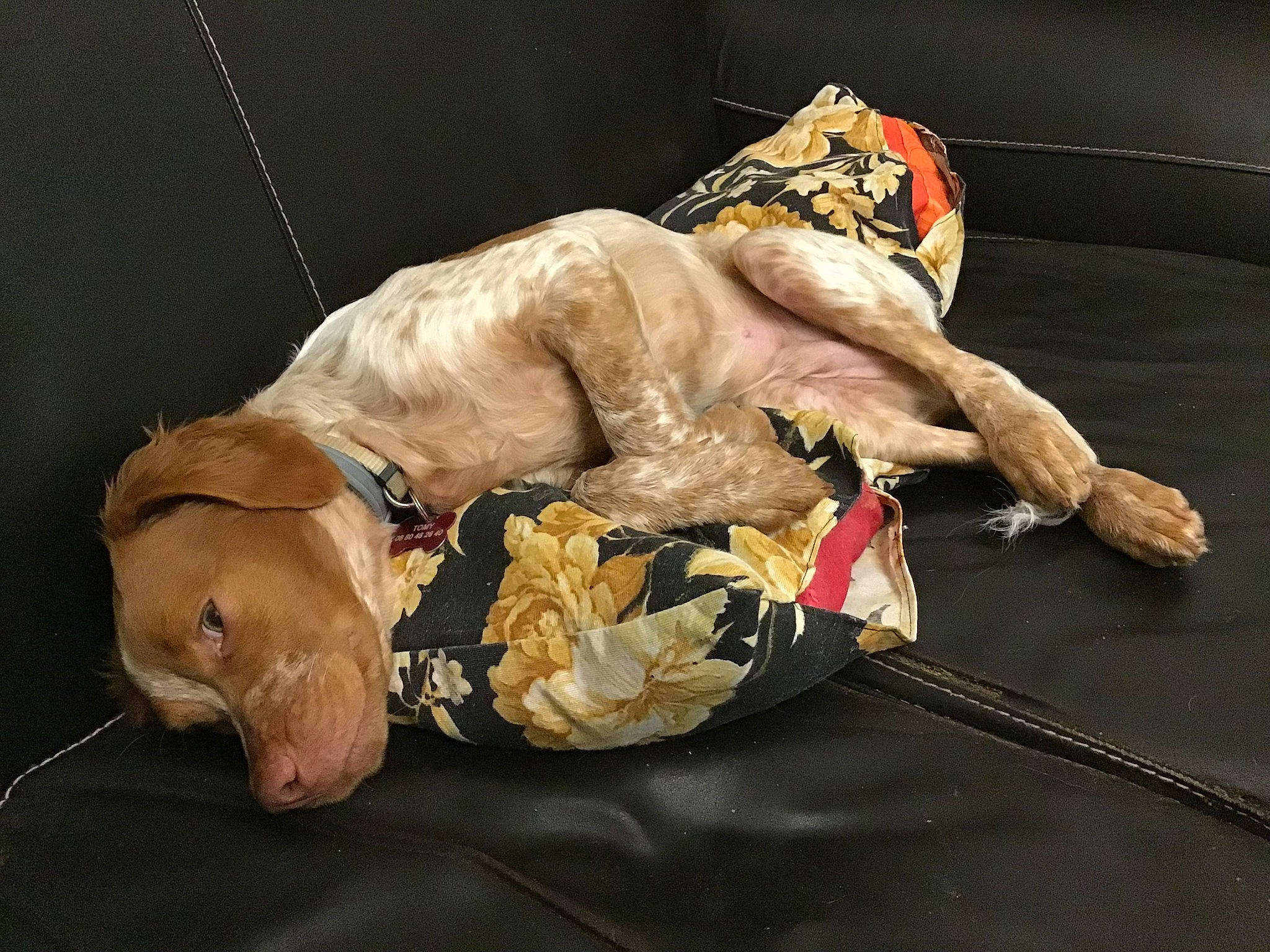 Tomy a rejoint le concours — aidez-le/la à gagner de superbes lots ! art, canidae, companion_dog, dog, dog_breed, dog_collar, fashion_accessory, fawn, flesh, performance, performance_art, sporting_group, still_life_photography, working_animal