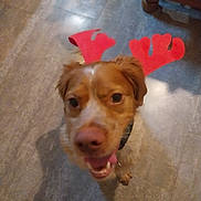 Tomy a rejoint le concours — aidez-le/la à gagner de superbes lots ! dog, antlers, red, pet, indoor, floor, tile, tongue, collar, brown, white, happy, looking_up, animal, cute, domestic_animal, playful, headwear, canine, closeup