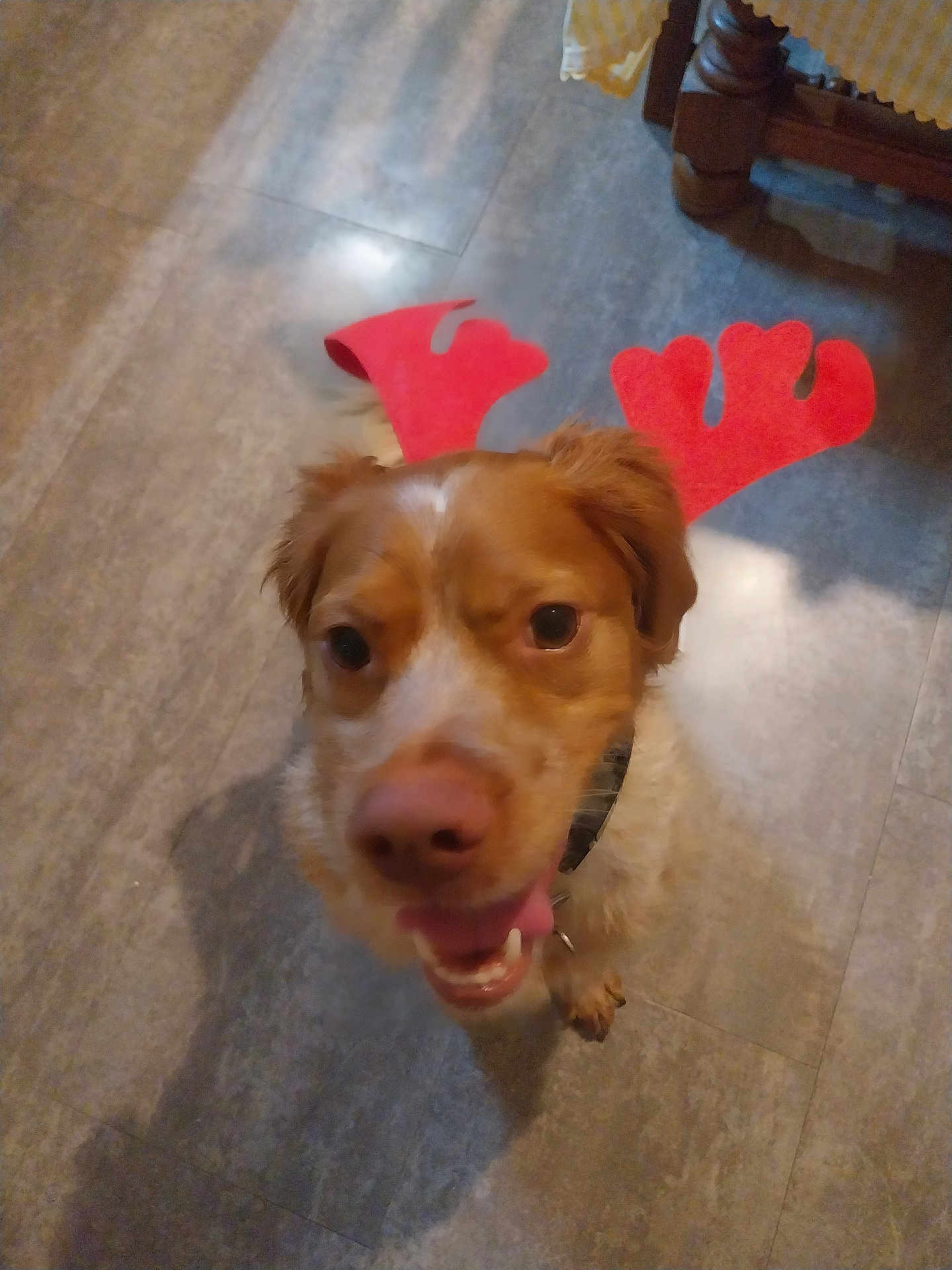 Tomy a rejoint le concours — aidez-le/la à gagner de superbes lots ! dog, antlers, red, pet, indoor, floor, tile, tongue, collar, brown, white, happy, looking_up, animal, cute, domestic_animal, playful, headwear, canine, closeup