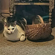 Luna joined the competition — help win amazing prizes! cat, basket, carpet, furniture, wooden_table, indoor, pet, resting, domestic_animal, cozy, fur, animal, whiskers, relaxed, home, floor, table_leg, woven, quiet, companion