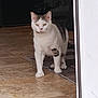 cat, white_cat, gray_spots, indoor, tile_floor, doorway, curious, pet, animal, feline, standing, four_legs, ears, whiskers, eyes, domestic_cat, home, floor_mat, quiet, alert