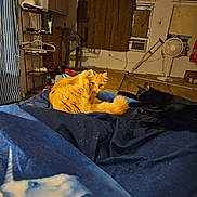 Boogie Man joined the competition — help win amazing prizes! air_conditioner, animal, bed, black_cat, blanket, cat, clutter, cozy, curtain, domestic, fan, furniture, household_items, indoor, orange_cat, pet, room, shelf, sleeping, unicorn_print