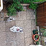dog, patio, potted_plants, garden, grass, fence, outdoor, animal, tile_floor, greenery, plant_pot, wooden_fence, leash, tongue_out, pet, yard, sunlight, happy_dog, smiling, backyard