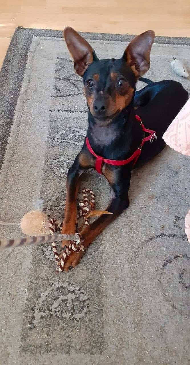 Bobby a rejoint le concours — aidez-le/la à gagner de superbes lots ! canidae, carnivore, collar, companion_dog, dog, dog_breed, dog_collar, dog_supply, fawn, fur, guard_dog, pet_supply, pinscher, prazsky_krysarik, snout, sporting_group, toy_dog, working_animal, working_dog