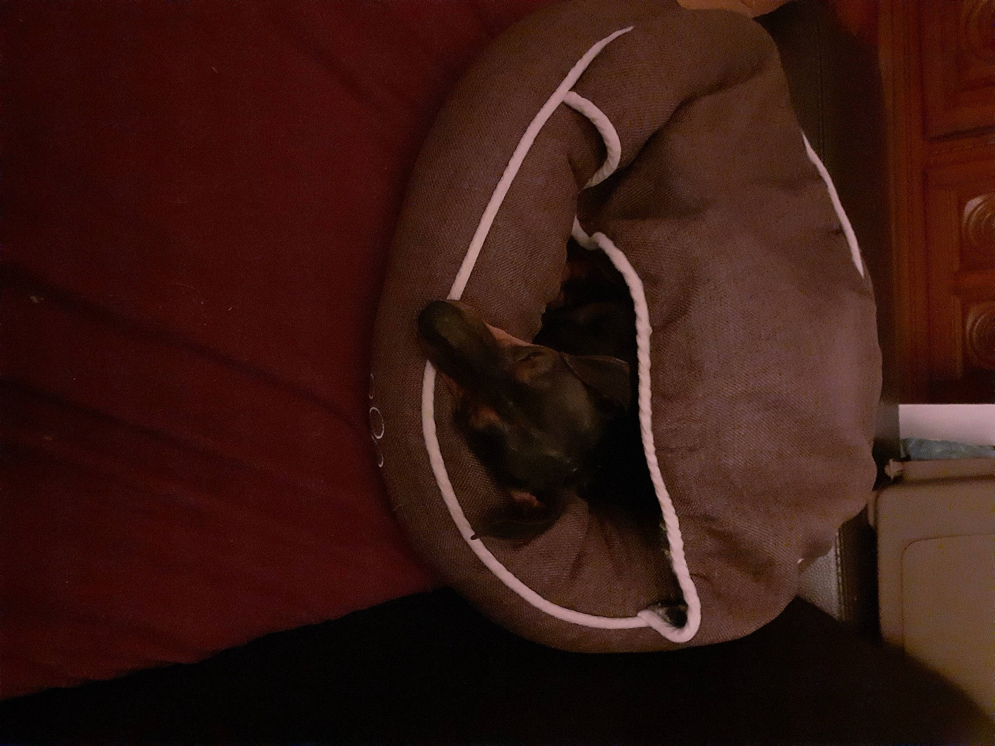 Bobby participe au concours pour gagner de l'argent avec cette photo : audio_equipment, automotive_tire, bag, carmine, comfort, darkness, fashion_accessory, felidae, flooring, fur, hardwood, human_leg, knee, linens, luggage_and_bags, personal_protective_equipment, room, small_to_medium_sized_cats, tail, wood