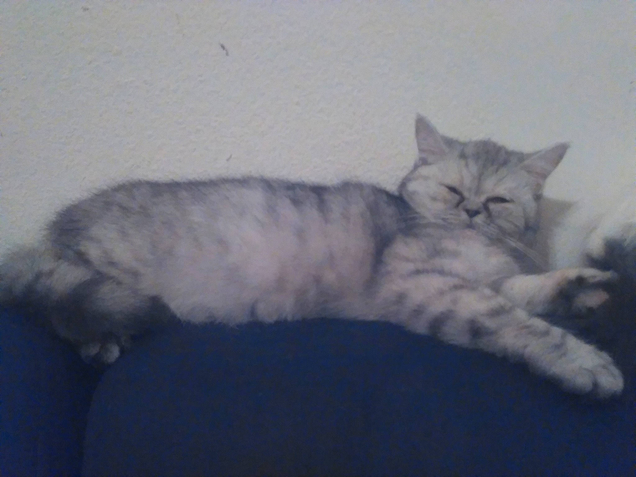 Chipie participe au concours pour gagner de l'argent avec cette photo : bed, carnivore, cat, cat_bed, claw, comfort, domestic_short_haired_cat, felidae, fur, paw, sitting, small_to_medium_sized_cats, snout, tail, terrestrial_animal, whiskers