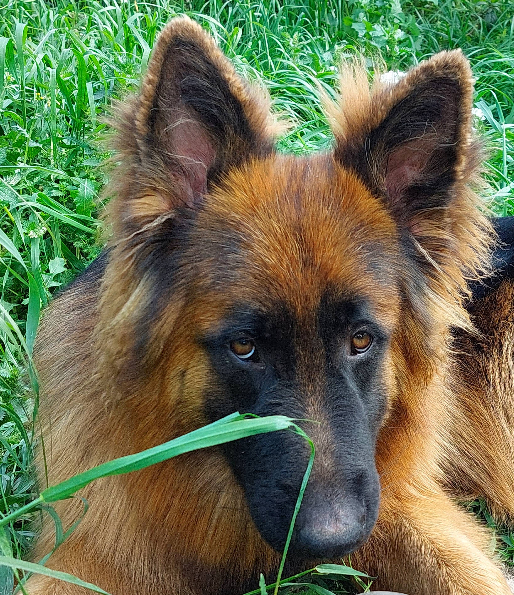 Loki