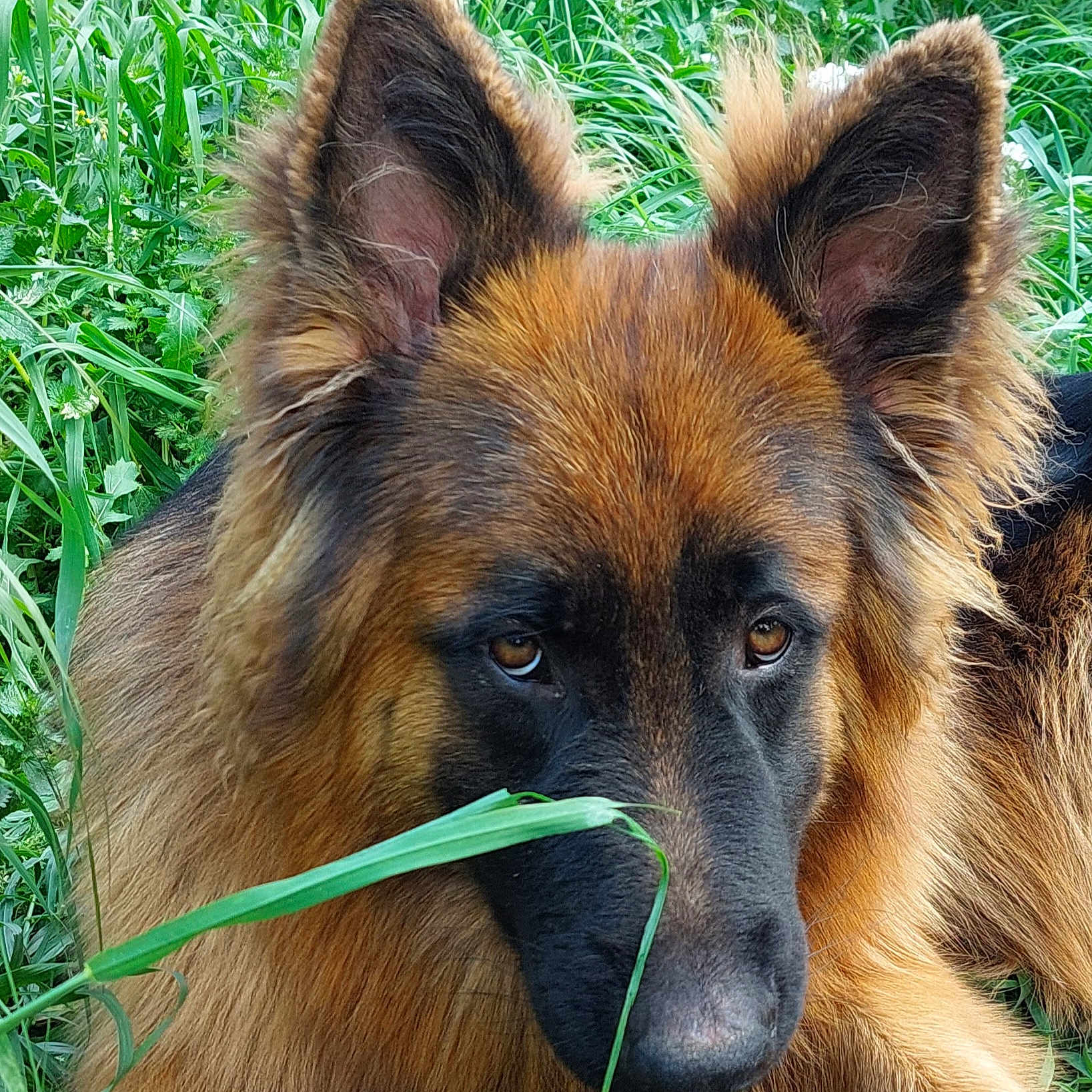 Loki