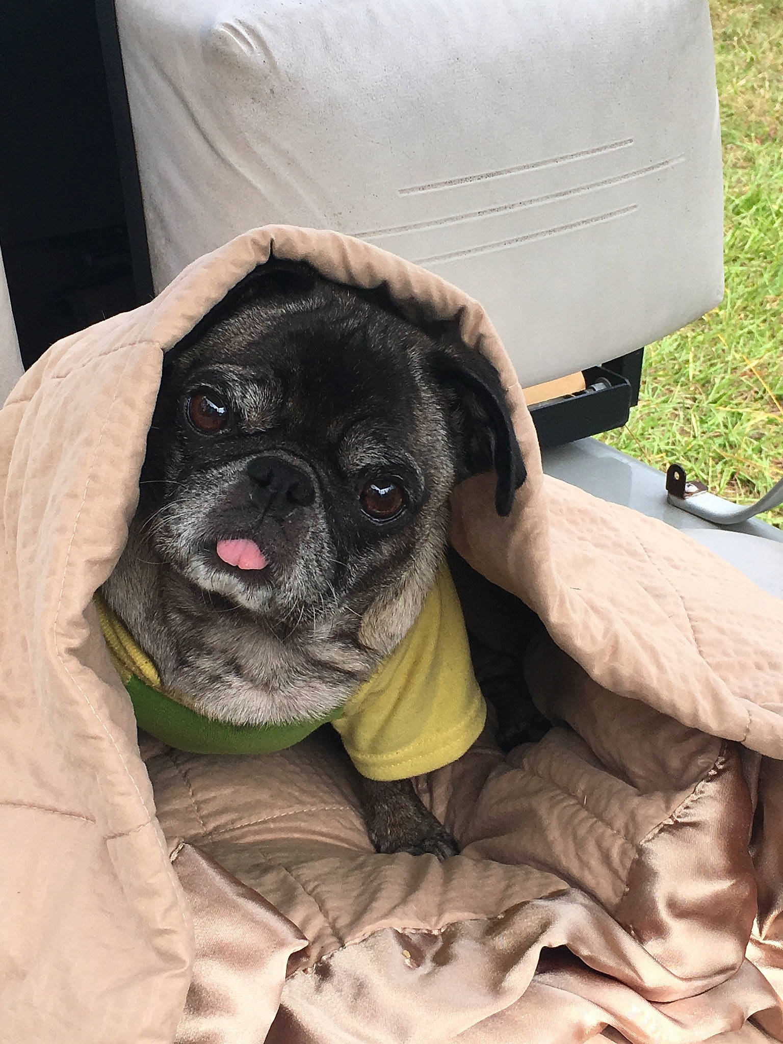 Roxie joined the competition — help win amazing prizes! canidae, carnivore, companion_dog, dog, dog_breed, ear, fawn, pug, puggle, puppy, skin, snout, sporting_group, toy_dog, whiskers, wrinkle