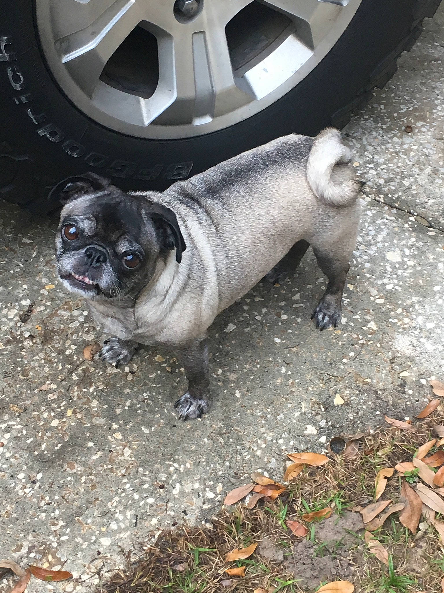 Roxie joined the competition — help win amazing prizes! canidae, carnivore, companion_dog, dog, dog_breed, fawn, mammal, pug, puppy, snout, toy_dog, vertebrate