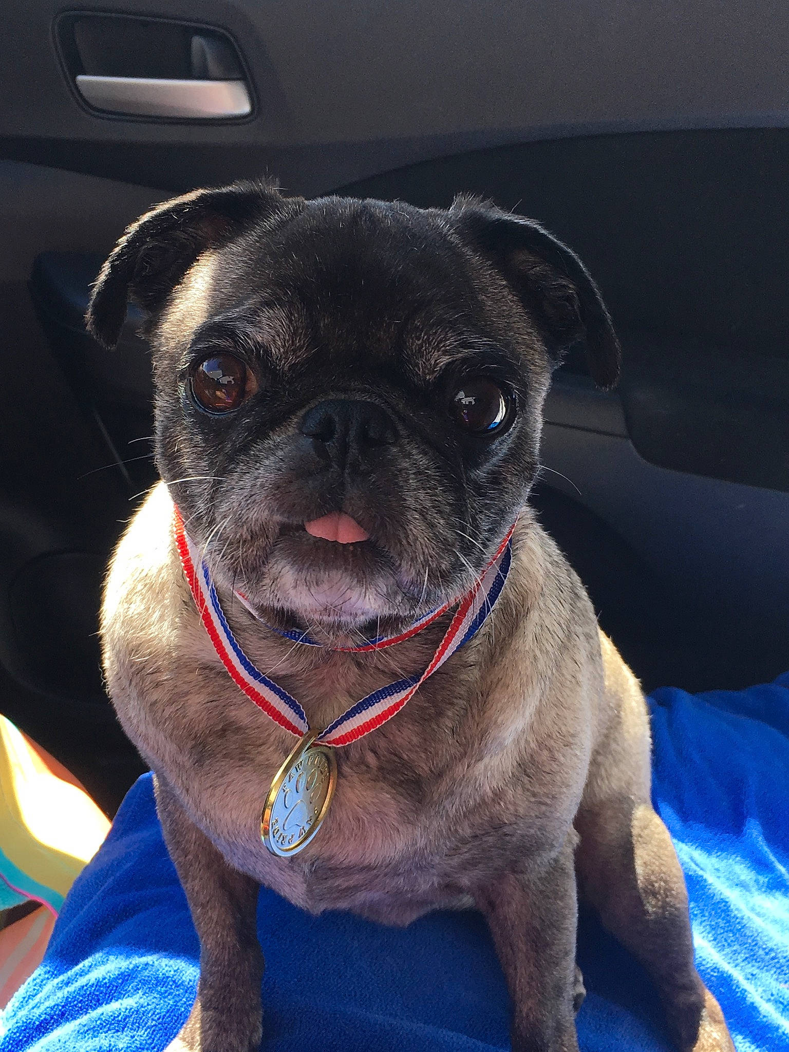Roxie is registered to the contest to win money with this photo: canidae, carnivore, collar, companion_dog, dog, dog_breed, dog_collar, fawn, mammal, pug, puppy, snout, sporting_group, toy_dog, vertebrate, whiskers
