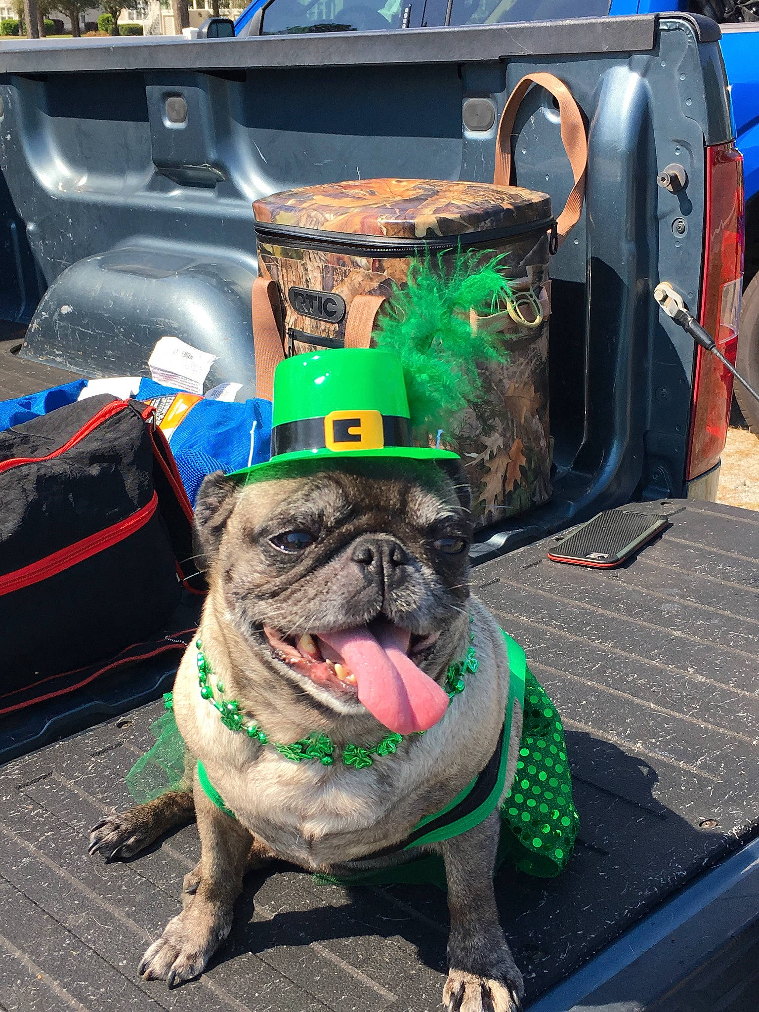 Roxie is registered to the contest to win money with this photo: bulldog, canidae, car, carnivore, companion_dog, costume, dog, dog_breed, fawn, green, holiday, leash, non_sporting_group, personal_protective_equipment, pug, saint_patricks_day, snout, toy_dog, vehicle