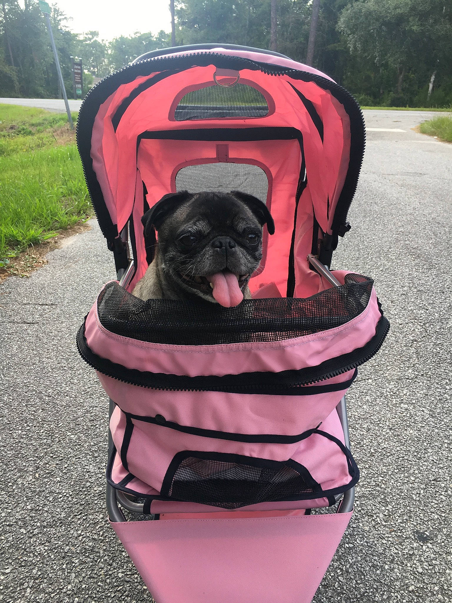 Roxie is registered to the contest to win money with this photo: baby_carriage, canidae, carnivore, companion_dog, dog, dog_breed, fawn, french_bulldog, non_sporting_group, pink, pug, snout, sporting_group, toy_dog