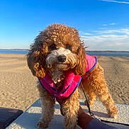 Honey joined the competition — help win amazing prizes! animal, beach, blue_sky, canine, curly_fur, cute, daytime, dog, fur, hand, leash, nature, outdoor, pet, pink_jacket, portrait, sand, small_dog, sunlight, walking