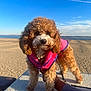 animal, beach, blue_sky, canine, curly_fur, cute, daytime, dog, fur, hand, leash, nature, outdoor, pet, pink_jacket, portrait, sand, small_dog, sunlight, walking