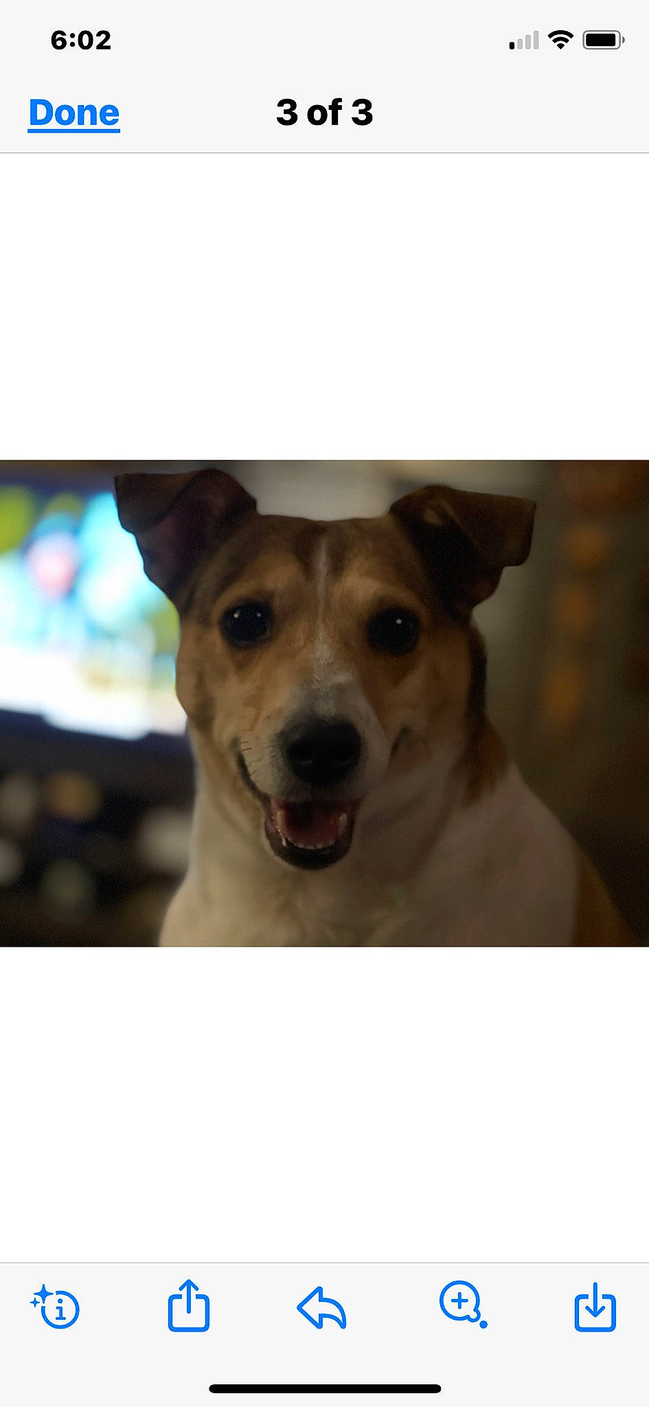 Jak is registered to the contest to win money with this photo: canidae, carnivore, collar, companion_dog, dog, dog_breed, dog_collar, ear, font, fur, happy, non_sporting_group, paw, pet_supply, photo_caption, puppy, sporting_group, whiskers, working_animal