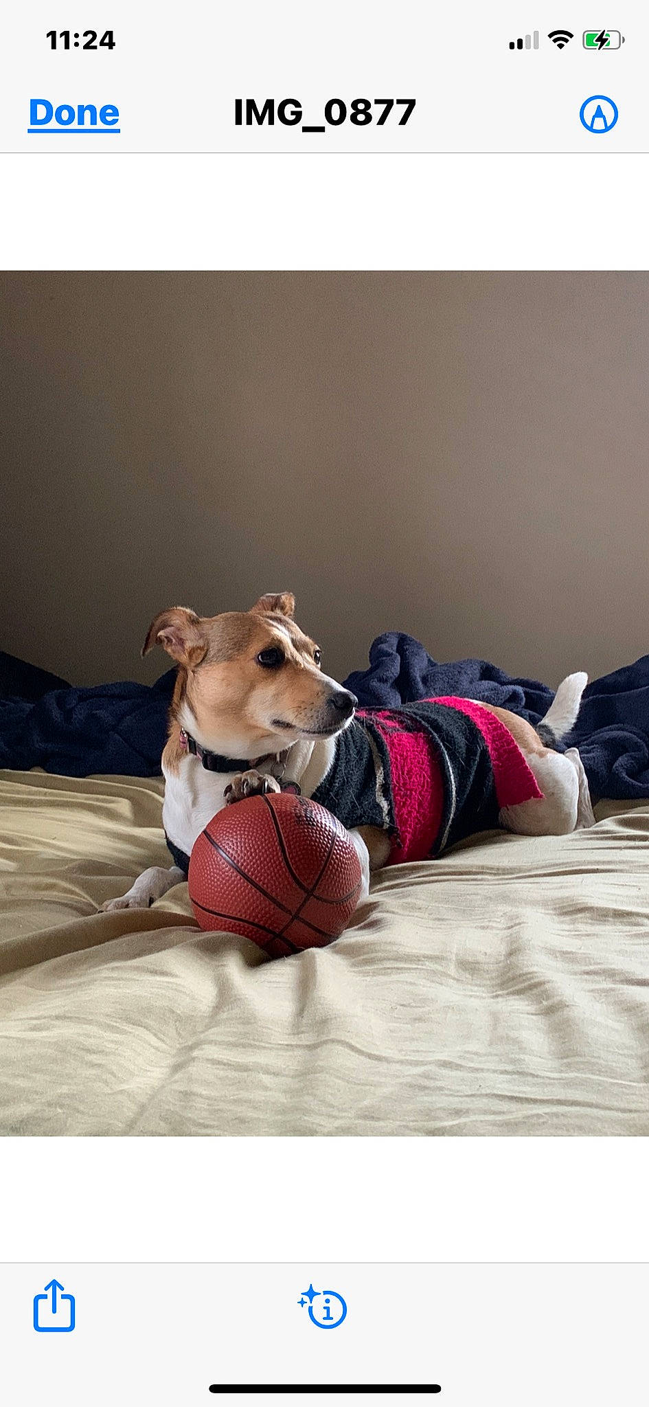 Jak is registered to the contest to win money with this photo: ball, carnivore, collar, comfort, companion_dog, dog, dog_breed, dog_clothes, dog_collar, dog_supply, football, personal_protective_equipment, pet_supply, soccer_ball, sports_equipment, sportswear, textile, toy, wood, working_animal