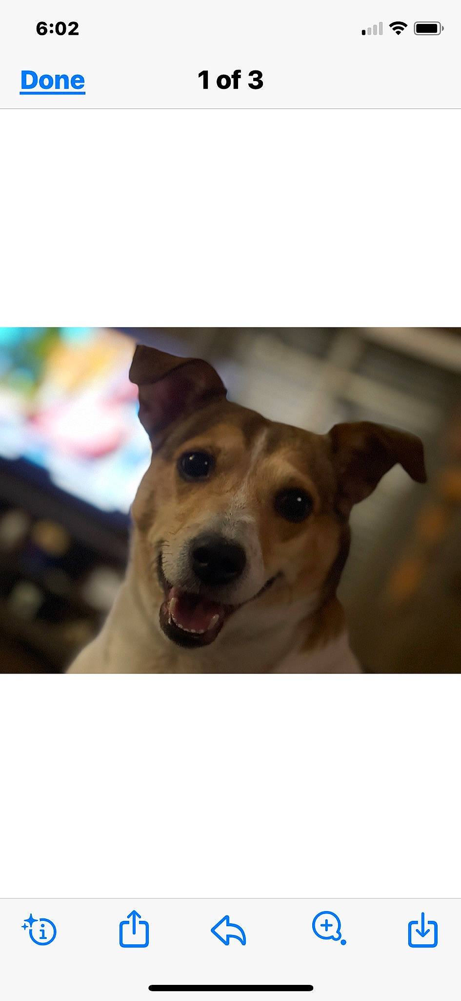 Jak joined the competition — help win amazing prizes! canidae, carnivore, collar, companion_dog, dog, dog_breed, dog_collar, ear, eye, fawn, fur, happy, pet_supply, photo_caption, snout, sporting_group, whiskers, wood, working_animal