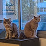 Nala a rejoint le concours — aidez-le/la à gagner de superbes lots ! animal, cabinet, cat, cozy, curious, domestic, domestic_cat, evening_light, feline, fluffy, furniture, gray_cat, home, indoor, looking, pets, quiet, sitting, two_cats, window
