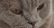 Nala a rejoint le concours — aidez-le/la à gagner de superbes lots ! cat, close_up, date_display, domestic_animal, ears, eyes, fur, gray_cat, indoor, lock_screen, nose, paw, paw_tag, pet, phone_screen, portrait, relaxed, time_display, weather_icon, whiskers