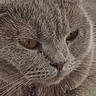 cat, close_up, date_display, domestic_animal, ears, eyes, fur, gray_cat, indoor, lock_screen, nose, paw, paw_tag, pet, phone_screen, portrait, relaxed, time_display, weather_icon, whiskers