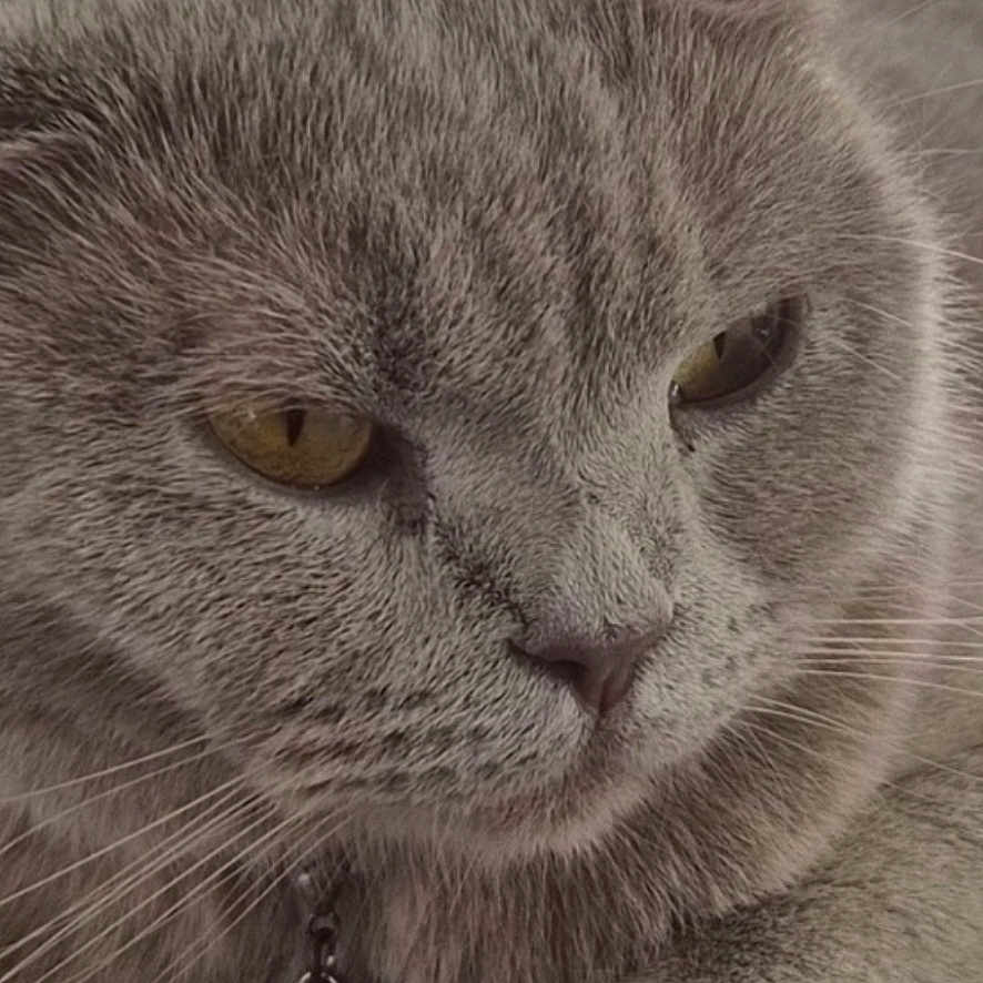 Nala