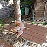 Mika a rejoint le concours — aidez-le/la à gagner de superbes lots ! cat, orange_cat, wooden_table, picnic_table, outdoor, backyard, tree, gravel, sunlight, wooden_shed, greenery, relaxing, stretching, pet, animal, daylight, nature, feline, fur, resting