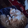 cat, sleeping, fluffy, orange_cat, white_fur, curled_up, blanket, blue_blanket, red_blanket, santa_pattern, indoor, cozy, pet, fur, relaxing, resting, cute, animal, domestic_cat, holiday