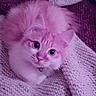 kitten, cat, animal, pet, fluffy, cute, knitted_blanket, textured, purple_tint, lock_screen, time_display, date_display, indoor, resting, small, fur, whiskers, eyes, collar, cozy