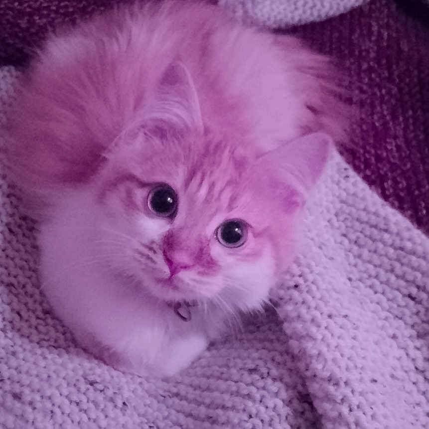 Mika