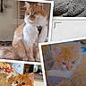 cat, orange_cat, white_cat, pet, collage, indoor, blanket, curious, cute, feline, animal, resting, playful, fur, domestic, closeup, cozy, household, portrait, young_cat