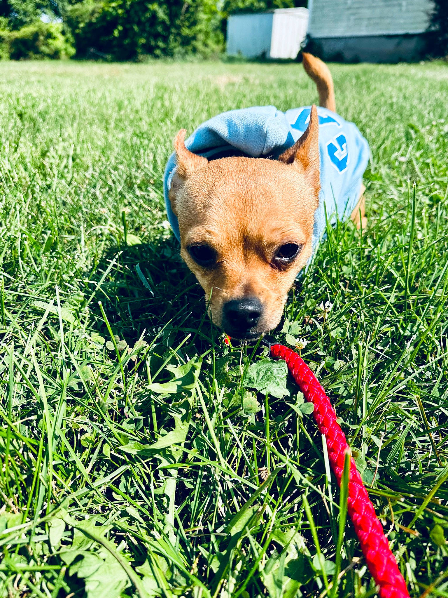 Bruno is registered to the contest to win money with this photo: canidae, carnivore, companion_dog, dog, dog_breed, dog_clothes, dog_supply, fawn, grass, grass_family, grassland, groundcover, lawn, plant, snout, sunglasses, terrestrial_animal, toy_dog, whiskers, working_animal