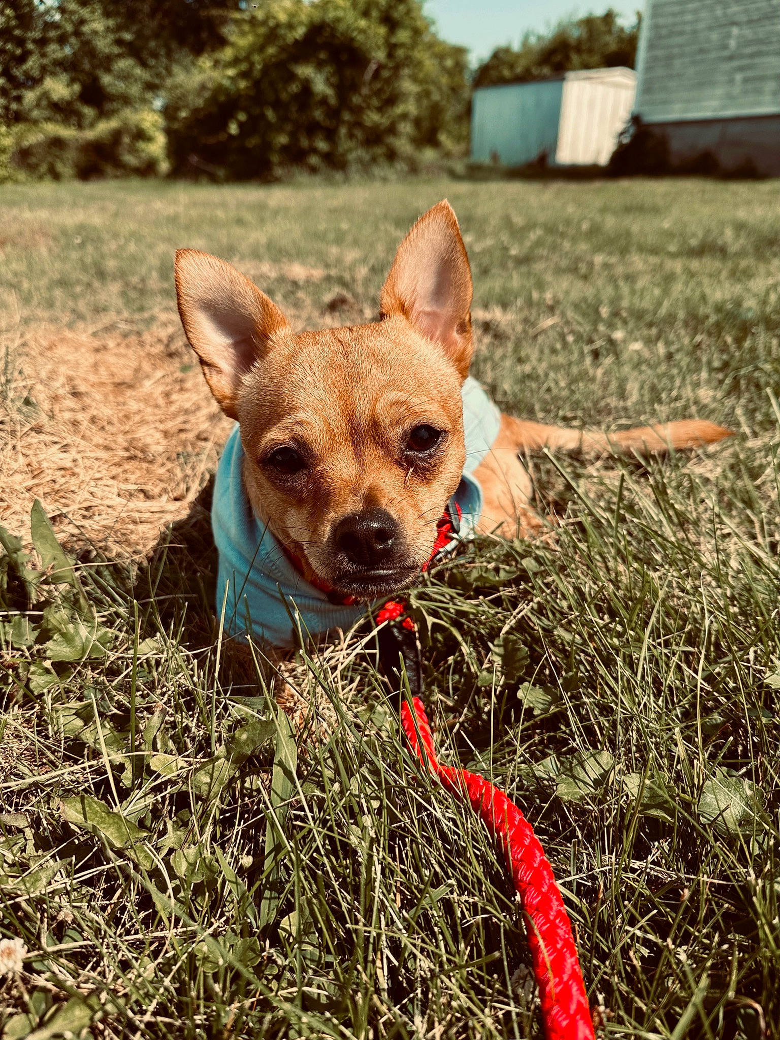 Bruno is registered to the contest to win money with this photo: canidae, carnivore, companion_dog, dog, dog_breed, fawn, fur, grass, grassland, liver, plant, sky, snout, soil, sporting_group, tail, terrestrial_animal, tree, whiskers, working_animal
