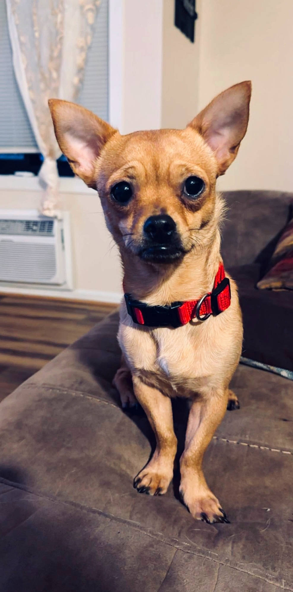 Bruno joined the competition — help win amazing prizes! canidae, carnivore, chihuahua, collar, companion_dog, computer_keyboard, dog, dog_breed, dog_clothes, dog_collar, dog_supply, fawn, fur, input_device, peripheral, snout, sporting_group, toy_dog, whiskers, working_animal